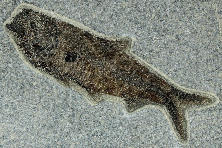 Detailed Fossil Fish (Knightia) - Wyoming #327848